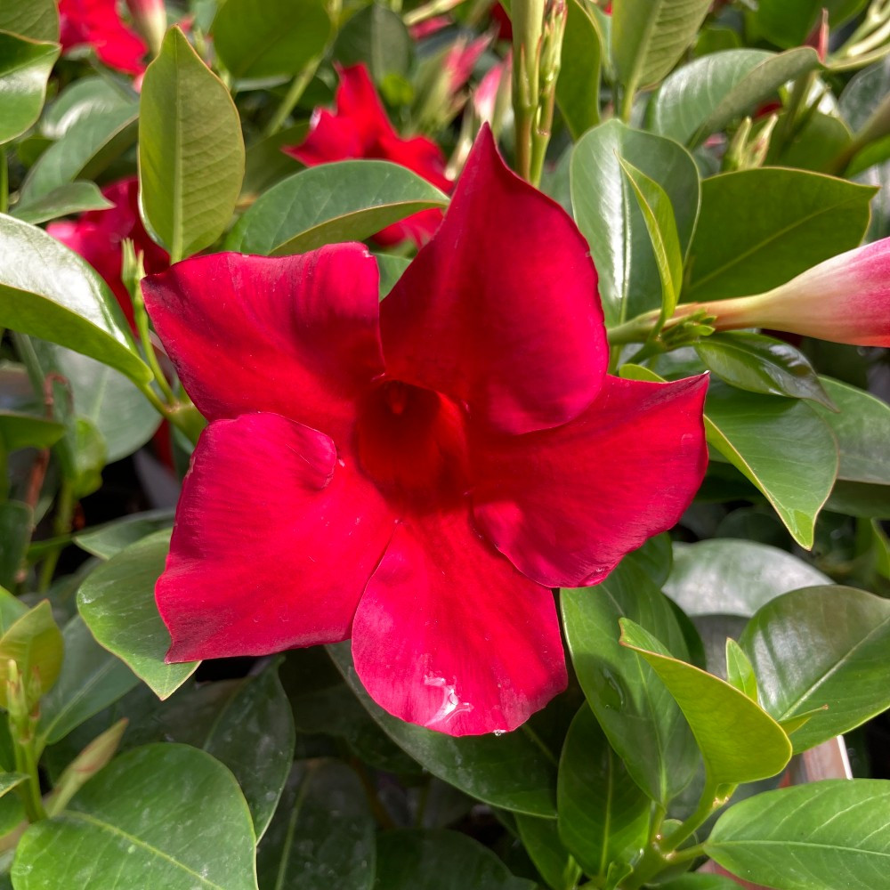 Dipladénia Sanderi Mandevilla rouge