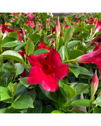Dipladénia Sanderi Mandevilla rouge