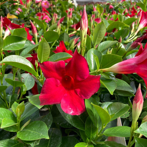 Dipladénia Sanderi Mandevilla rouge