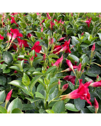 Dipladénia Sanderi Mandevilla rouge