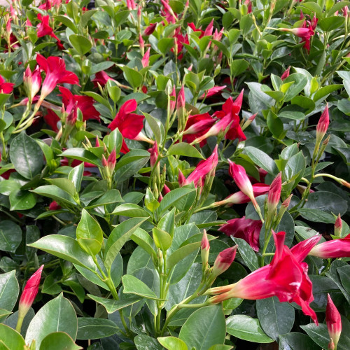 Dipladénia Sanderi Mandevilla rouge