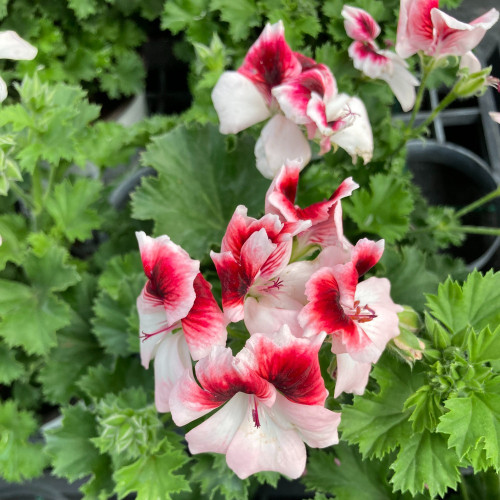 Pelargonium Candy Peach Cloud