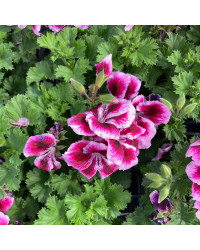 Pelargonium Pac Candy Flower Bicolor