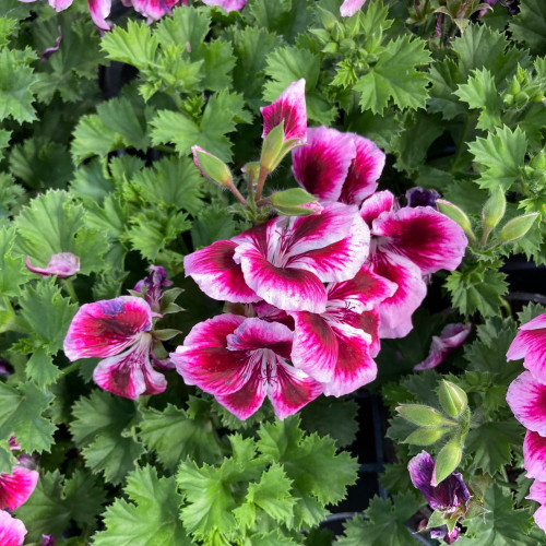 Pelargonium Pac Candy Flower Bicolor