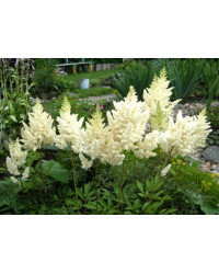 Astilbe Hybrida Arendsii White
