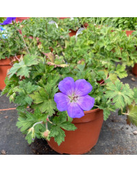 Geranium Vivace Rozanne