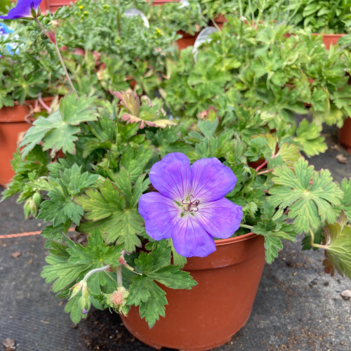 Geranium Vivace Rozanne