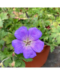 Geranium Vivace Rozanne