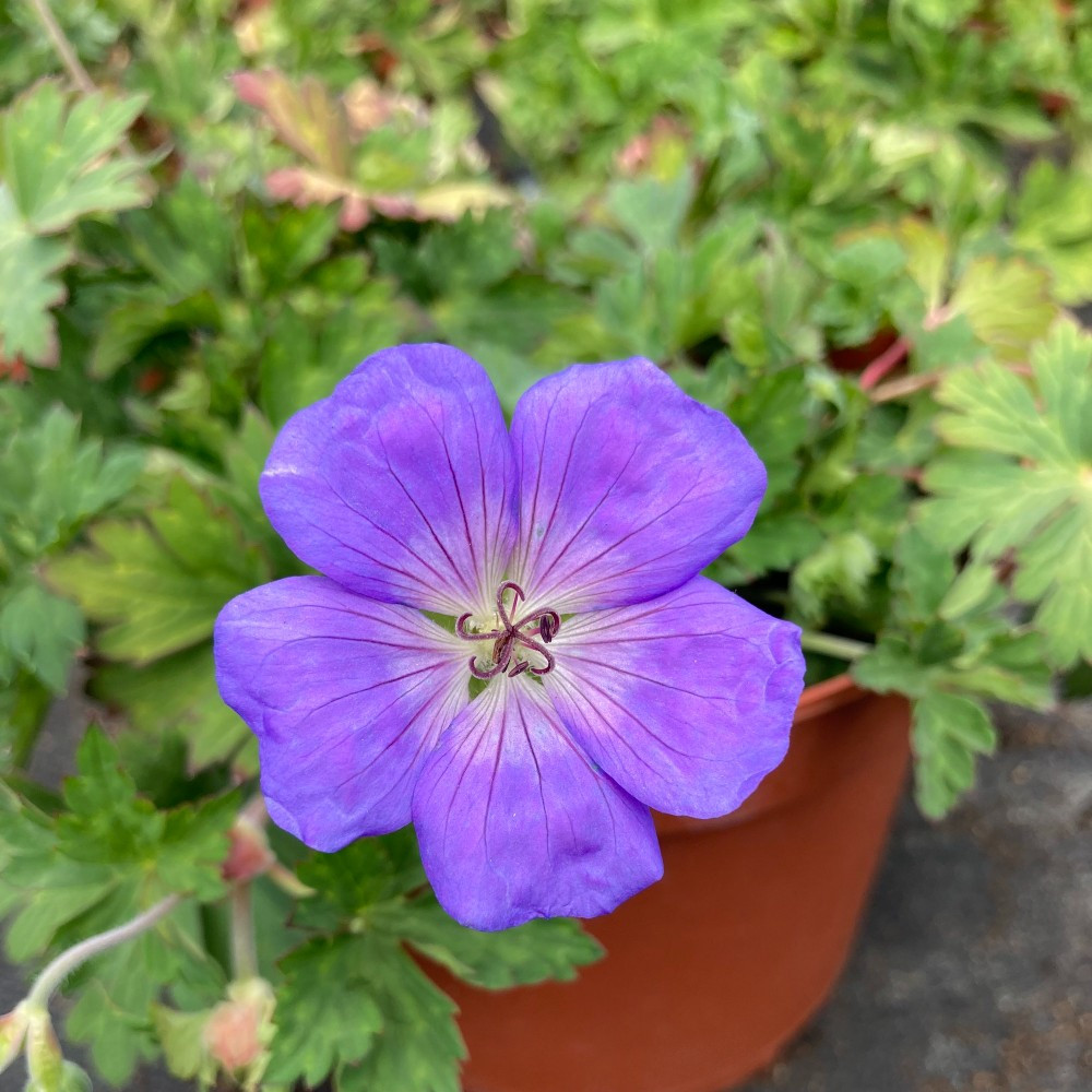 Geranium Vivace Rozanne