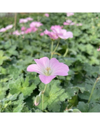 Geranium Vivace Dreamland