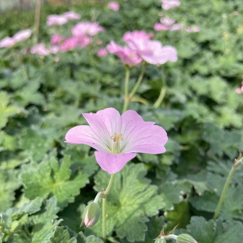 Geranium Vivace Dreamland