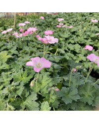 Geranium Vivace Dreamland