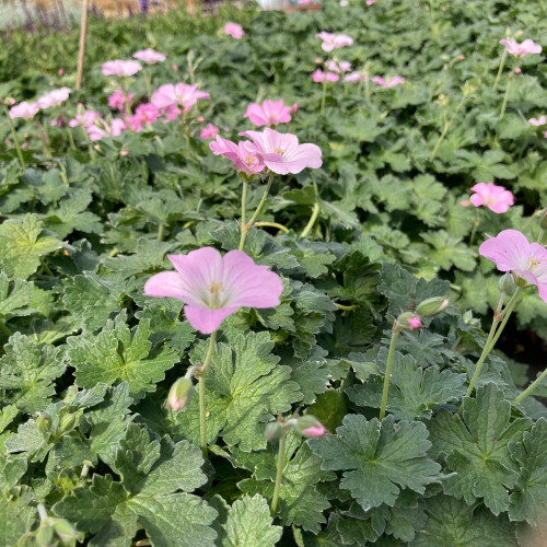 Geranium Vivace Dreamland