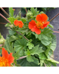 Geum Coccineum Orange Queen