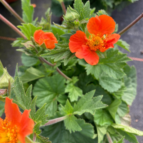 Geum Coccineum Orange Queen