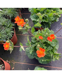 Geum Coccineum Orange Queen