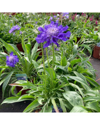 Scabieuse Caucasica Fama Deep Blue