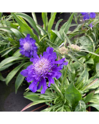 Scabieuse Caucasica Fama Deep Blue