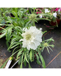 Scabieuse Caucasica Fama White