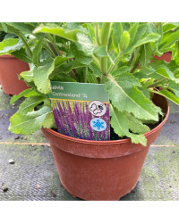 Salvia x superba ostfriesland