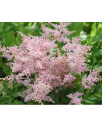 Astilbe Hybrida Arendsii Younique Pink