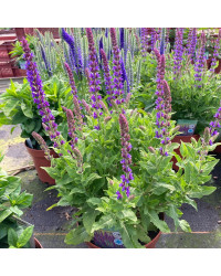 Salvia x superba ostfriesland