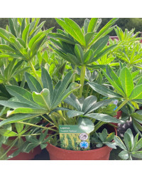 Lupin Polyphyllus Lipini Yellow