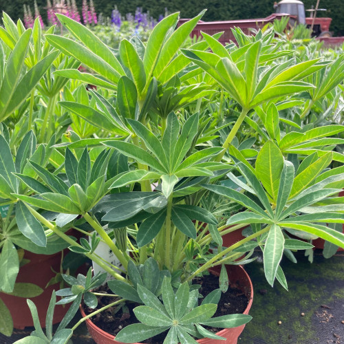 Lupin Polyphyllus Lupini Red