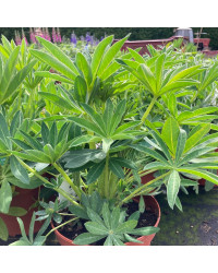 Lupin Polyphyllus Lipini Yellow