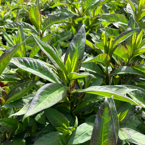 Phlox X Paniculata Laura