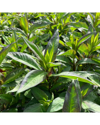 Phlox X Paniculata Adessa White