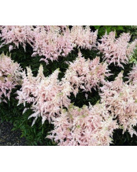 Astilbe Hybrida Arendsii Younique Pink