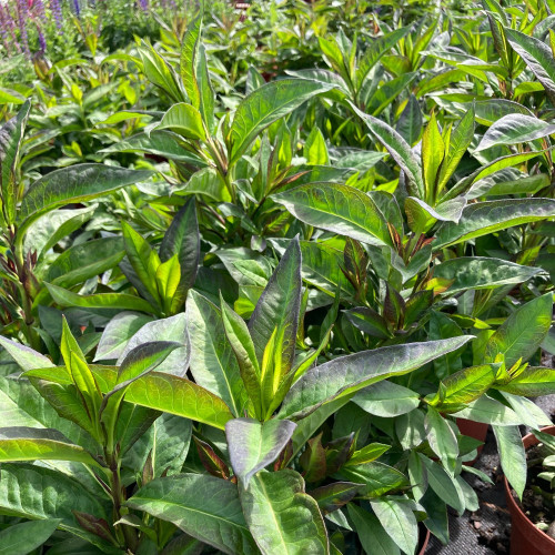 Phlox X Paniculata Adessa Special Fire