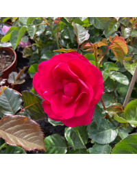 Rosier Castle Trenchin Rose Clair