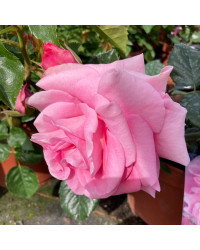 Rosier Palace Bogor Rose Clair