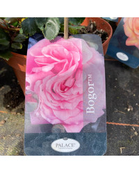 Rosier Palace Bogor Rose Clair