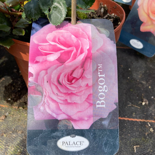 Rosier Palace Bogor Rose Clair