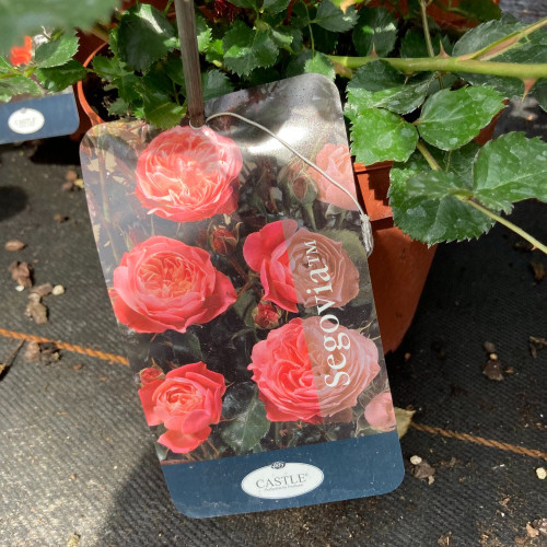 Rosier Castle Segovia Rose Fleur Double