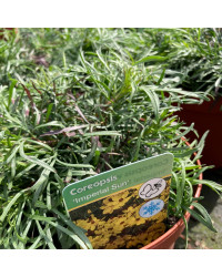 Coreopsis Verticillata Imperial Sun