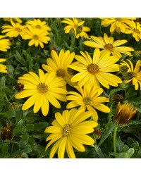 Osteospermum Voltage Yellow