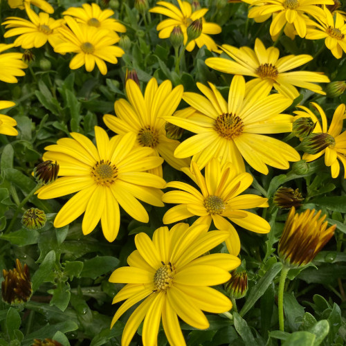 Osteospermum Voltage Yellow