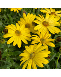 Osteospermum Voltage Yellow