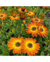 Osteospermum Ecklonis Astra Orange Sunrise