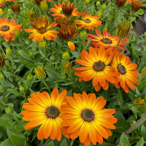 Osteospermum Ecklonis Astra Orange Sunrise