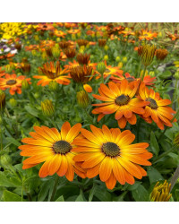 Osteospermum Ecklonis Astra Orange Sunrise