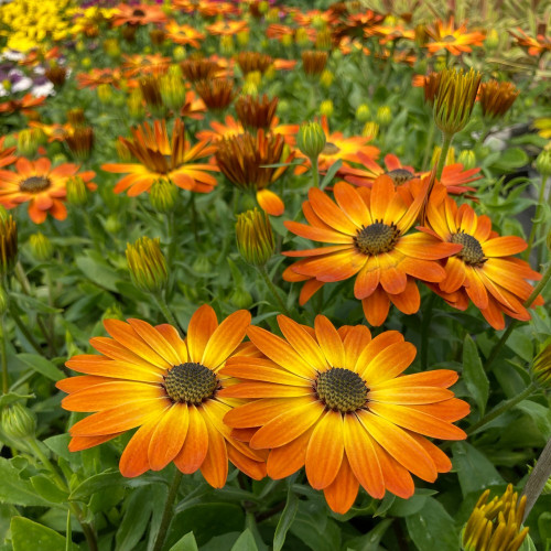 Osteospermum Ecklonis Astra Orange Sunrise