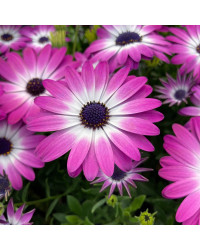 Osteospermum Gelato Candy
