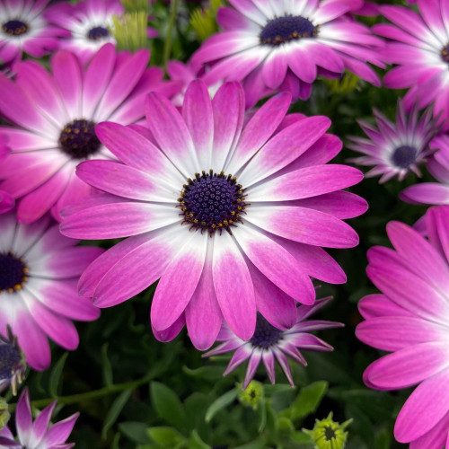 Osteospermum Gelato Candy