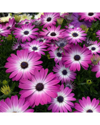 Osteospermum Gelato Candy