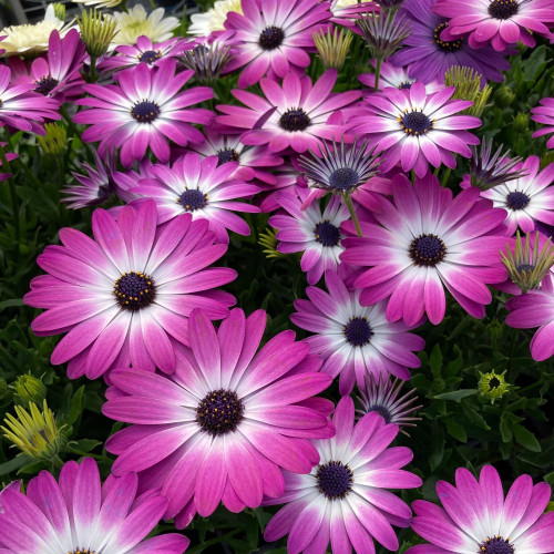 Osteospermum Gelato Candy